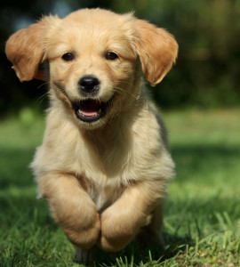 Ein Golden-Retriever-Welpe | © vgm6 - Fotolia.com